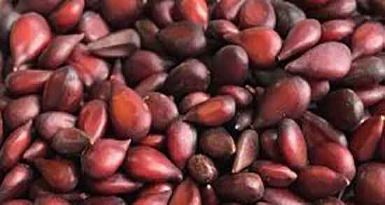 به دانه چیست ؛ طریقه مصرف به دانه برای سرماخوردگی کودکان