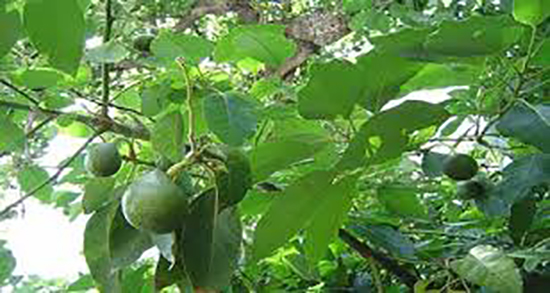 بهترین زمان خوردن آووکادو ؛ بهترین وقت برای خوردن آووکادو کی است