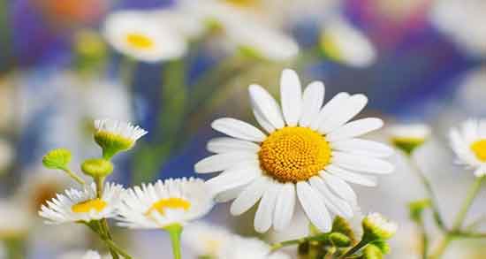 تاثیر بابونه بر زیبایی جنین ؛ تاثیر خوردن بابونه بر زیبایی جنین نی نی سایت