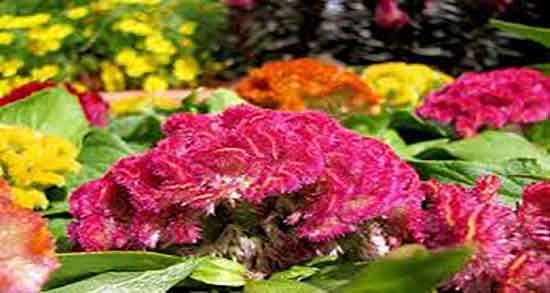 تاج خروس برای خروسک ؛ ایا تاج خروس برای درمان خروسک مفید است
