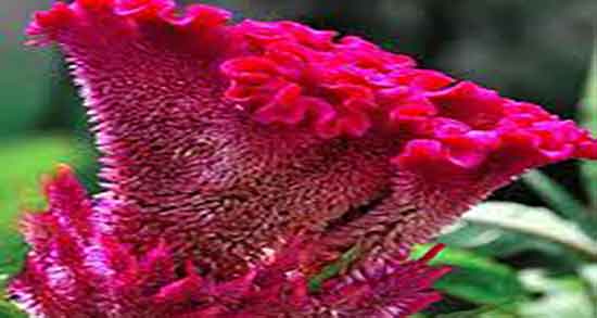 تاج خروس برای زانو درد ؛ فواید مصرف تاج خروس برای درمان زانو درد