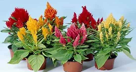 تاج خروس برای سرفه ؛ فواید مصرف تاج خروس برای درمان گرفتگی صدا