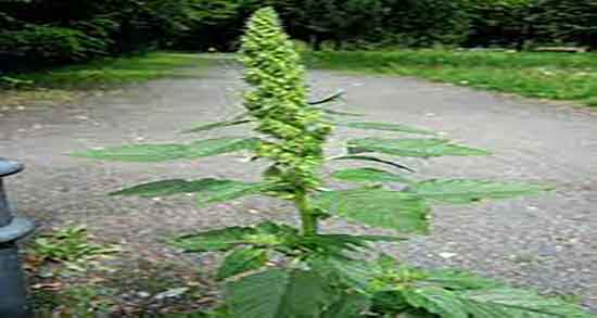 تاج خروس برای چی خوبه ؛ خاصیت خوردن تاج خروس برای سرماخوردگی