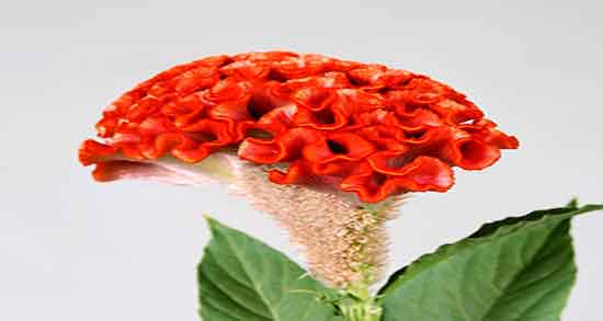 تاج خروس و درمان سرفه ؛ خوردن گیاه تاج خروس برای گرفتگی صدا