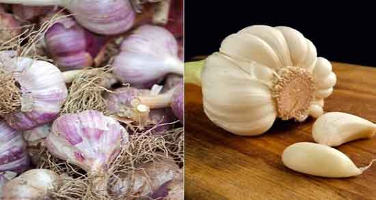 ترشی سیر برای کودکان ؛ عوارض مصرف سیر ترشی برای یبوست کودکان