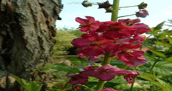 ترکیبات گل ماهور ؛ مخلوط کردن گل ماهور با گیاه خرگوشک برای لاغری