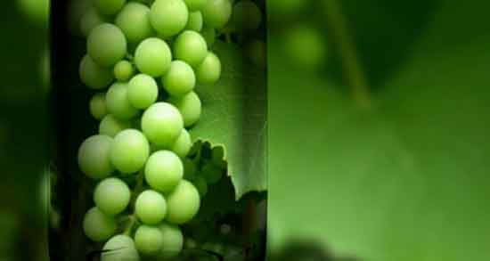 تعبیر خواب آبغوره ، ابن سیرین و آبلیمو و شیشه ابغوره گرفتن در خواب