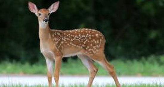 تعبیر خواب آهو از حضرت یوسف ، امام صادق و ابن سیرین و منوچهر مطیعی تعبیر خواب آهو از حضرت یوسف ، امام صادق و ابن سیرین و منوچهر مطیعی