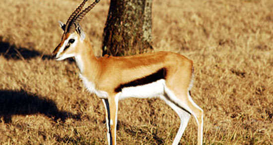 تعبیر خواب آهو زخمی ، معنی دیدن آهو زخمی در خواب های ما چیست تعبیر خواب آهو زخمی ، معنی دیدن آهو زخمی در خواب های ما چیست