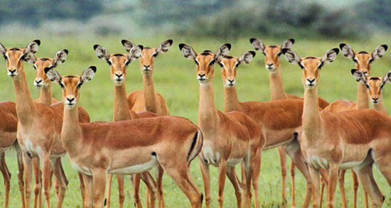 تعبیر خواب آهو قهوه ای ، معنی دیدن آهو قهوه ای در خواب های ما چیست تعبیر خواب آهو قهوه ای ، معنی دیدن آهو قهوه ای در خواب های ما چیست