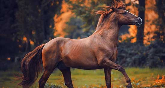 تعبیر خواب اسب خاکستری ، معنی دیدن اسب خاکستری در خواب های ما چیست