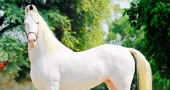 تعبیر خواب اسب خشمگین ، معنی دیدن اسب خشمگین در خواب ما چیست