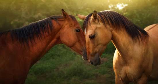 تعبیر خواب اسب سرخ و قرمز حضرت یوسف و امام صادق در حال دویدن تعبیر خواب اسب سرخ ، معنی دیدن اسب سرخ در خواب های ما چیست