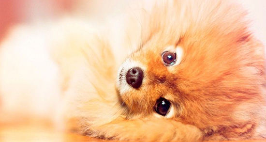 تعبیر خواب افتادن دندان سگ ، معنی دیدن افتادن دندان سگ در خواب ما چیست