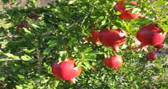 تعبیر خواب انار چیدن ، ابن سیرین و آب انار چیست و گرفتن انار از مرده در خواب