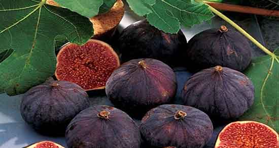 تعبیر خواب انجیر خشک ، خوردن برای زن باردار و انجیر سفید و زرد خریدن
