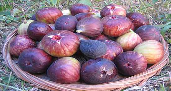 تعبیر خواب انجیر سفید ، خوردن و چیدن انجیر سفید در خواب چه معنایی دارد