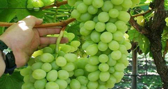 تعبیر خواب انگور برای زن باردار ، و حامله نی نی سایت + تعبیر خواب خوشه انگور