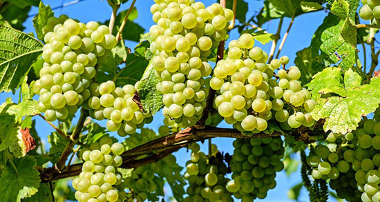 تعبیر خواب انگور سبز ، و قرمز ترش و نرسیده خوردن و دیدن از ابن سیرین