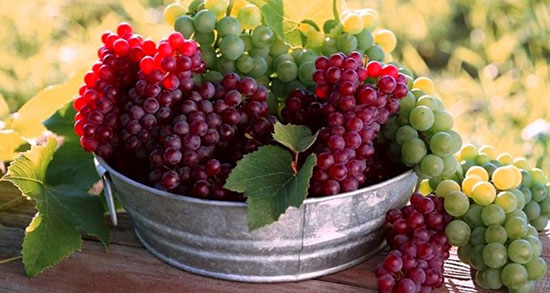 تعبیر خواب انگور قرمز ، درشت یاقوتی چیدن برای زن باردار از امام صادق
