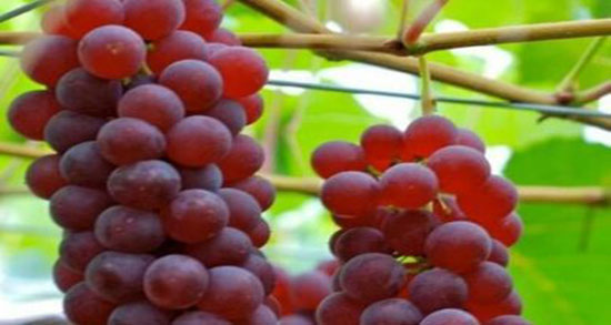 تعبیر خواب انگور قرمز درشت ، تعبیر خواب دادن شاخه انگور سبز به دیگران