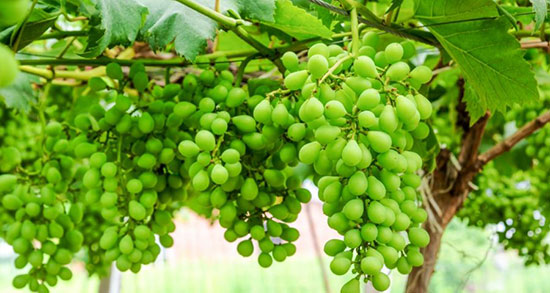 تعبیر خواب انگور نرسیده ، انگور سبز نرسیده + انگور پلاسیده و انگور دزدیدن