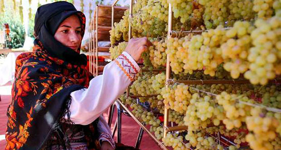 تعبیر خواب انگور کشمشی ، تعبیر دیدن انگور کشمشی در خواب + شاخه انگور
