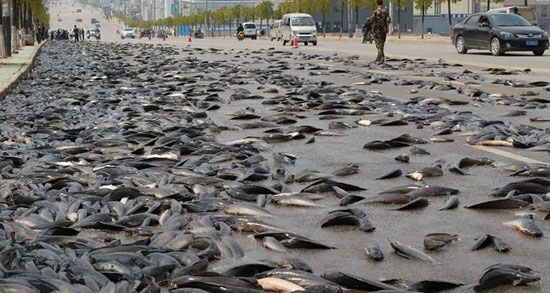 تعبیر خواب بارش ماهی از آسمان ، معنی دیدن بارش ماهی از آسمان در خواب تعبیر خواب بارش ماهی از آسمان ، معنی دیدن بارش ماهی از آسمان در خواب