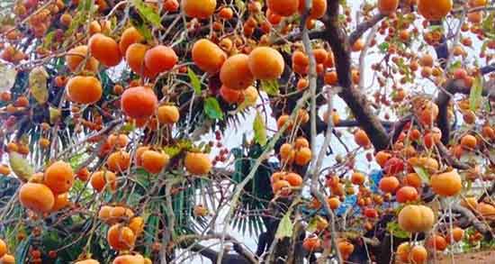 تعبیر خواب باغ خرمالو ، معنی دیدن باغ بزرگ و پر از میوه خرمالو در خواب چیست