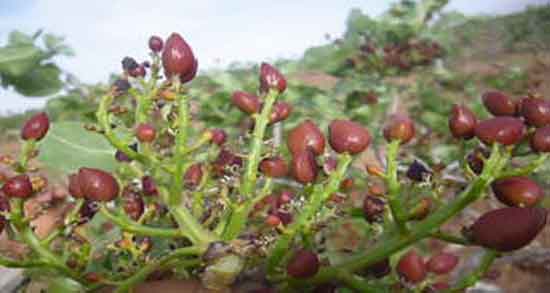 تعبیر خواب باغ پسته ، معنی دیدن و داشتن باغ پسته در خواب ما چیست