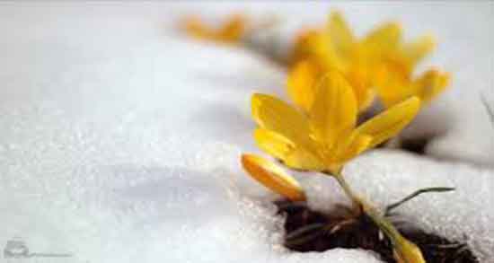 تعبیر خواب برف زرد و بازی کردن با برف زرد و نارنجی و باریدن برف زرد از آسمان تعبیر خواب برف زرد ؛ معنی دیدن برف زرد در خواب های ما چیست