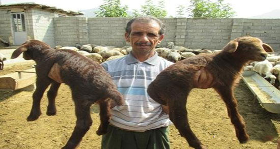 تعبیر خواب بره دوقلو ، معنی دیدن گوسفندی که دوقلو زایمان می کند چیست