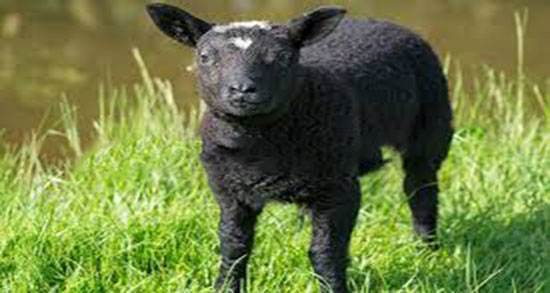 تعبیر خواب بره سیاه کوچک ، معنی دیدن کهره کوچک در خواب ما چیست تعبیر خواب بره سیاه کوچک ، معنی دیدن کهره کوچک در خواب ما چیست