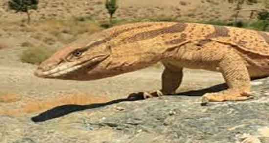 تعبیر خواب بزمجه بزرگ ؛ معنی دیدن بزمجه بزرگ در خواب های ما چیست