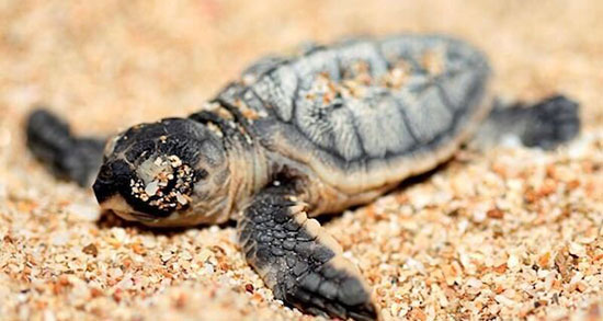 تعبیر خواب بچه لاک پشت کوچک ، معنی دیدن بچه لاک پشت کوچک در خواب