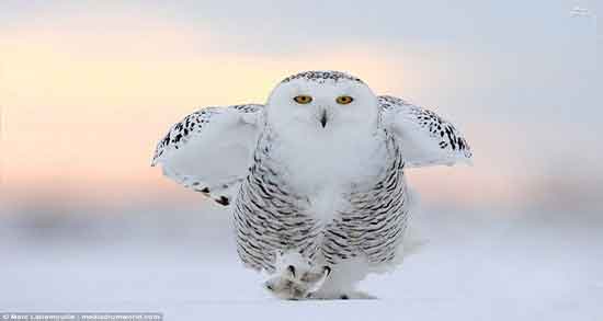 تعبیر خواب جغد سفید ، معنی دیدن جغد سفید در خواب ما چیست تعبیر خواب جغد سفید ، معنی دیدن جغد سفید در خواب ما چیست