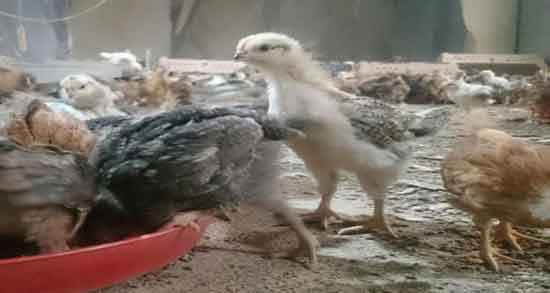 تعبیر خواب جوجه خروس ، معنی دیدن جوجه خروس در خواب های ما چیست