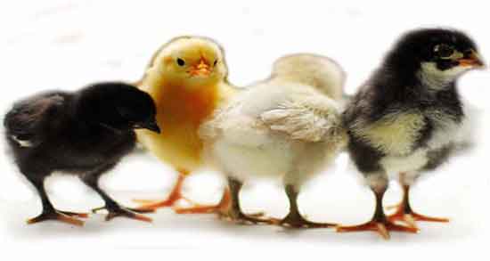 تعبیر خواب جوجه مرغ امام صادق ، ابن سیرین و حضرت یوسف و منوچهر مطیعی تعبیر خواب جوجه مرغ امام صادق ، ابن سیرین و حضرت یوسف و منوچهر مطیعی