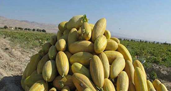 تعبیر خواب خربزه خوردن ، معنی دیدن خربزه خوردن در خواب های ما چیست
