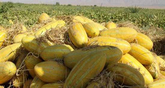 تعبیر خواب خربزه خوردن مرده ، معنی دیدن خربزه خوردن مرده در خواب ما چیست