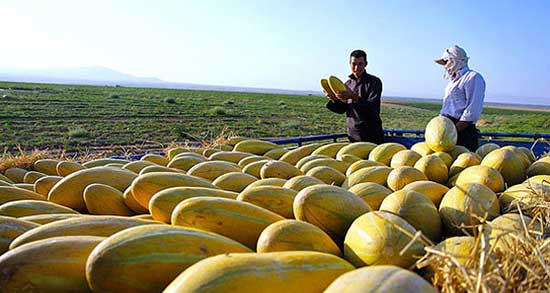 تعبیر خواب خربزه دادن به مهمان ، معنی دیدن خربزه دادن به مهمان در خواب