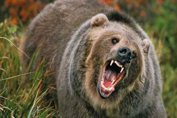 تعبیر خواب خرس قهوه ای که حمله میکند + امام صادق و ابن سیرین و حضرت یوسف تعبیر خواب خرس قهوه ای که حمله میکند + معنی حمله کردن خرس قهوه ای در خواب چیست