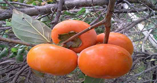 تعبیر خواب خرمالو روی درخت ، و خوردن خرمالو از درخت در خواب چیست
