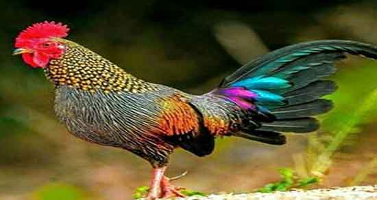 تعبیر خواب خروس ، حنایی و قرمز رنگ برای زن باردار از نظر حضرت یوسف