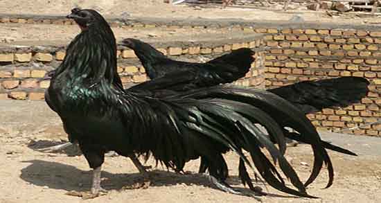 تعبیر خواب خروس مرده و قرمز و حنایی از نظر حضرت یوسف و امام صادق تعبیر خواب خروس مرده ؛ معنی دیدن خروس مرده در خواب های ما چیست