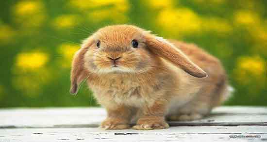 تعبیر خواب خرگوش طلایی ، معنی دیدن خرگوش طلایی و قهوه ای در خواب چیست