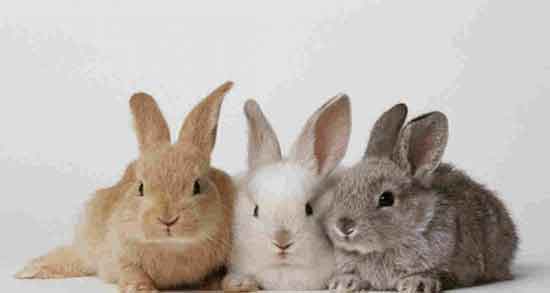 تعبیر خواب خرگوش قهوه ای ، معنی دیدن خرگوش قهوه ای در خواب چیست