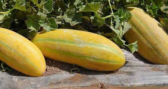 تعبیر خواب خریدن خربزه مشهدی ، معنی دیدن خریدن خربزه مشهدی در خواب