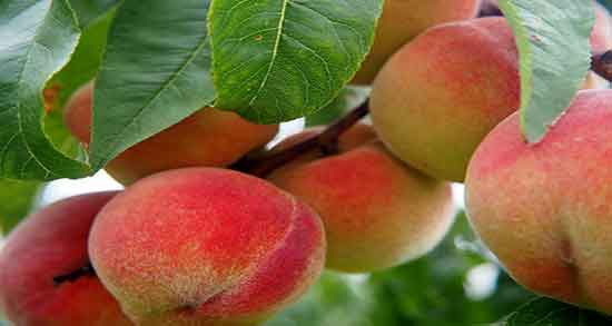 تعبیر خواب خوردن هلو قرمز ، معنی خوردن هلو قرمز در خواب های ما چیست