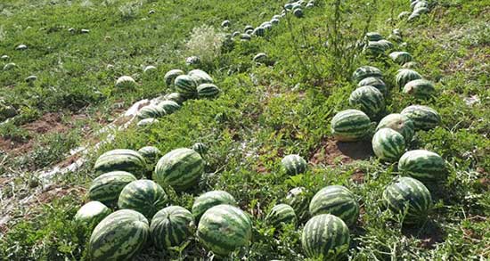 تعبیر خواب خوردن هندوانه در خواب ، معنی دیدن خوردن هندوانه در خواب چیست